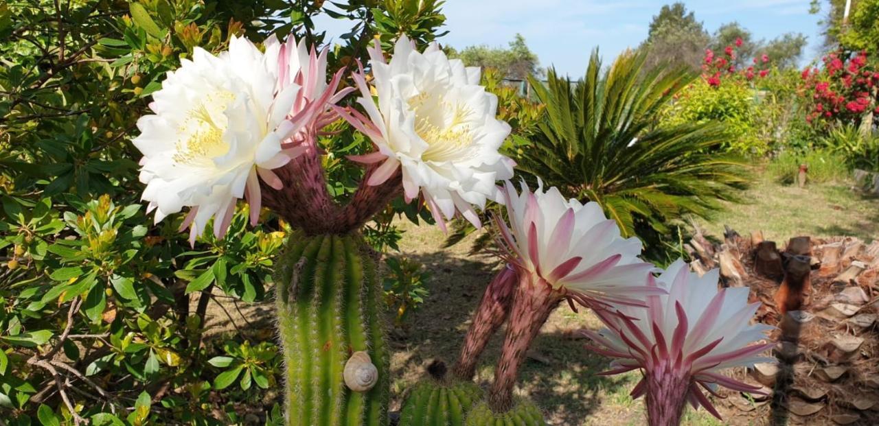マテーラ Il Corbezzoloヴィラ エクステリア 写真